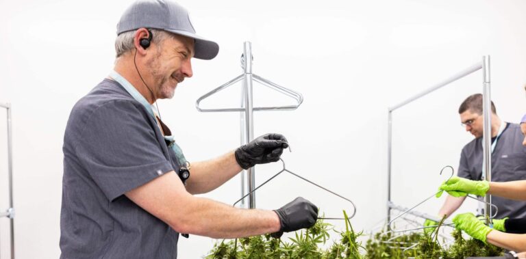 Men working at a cannabis growing facility