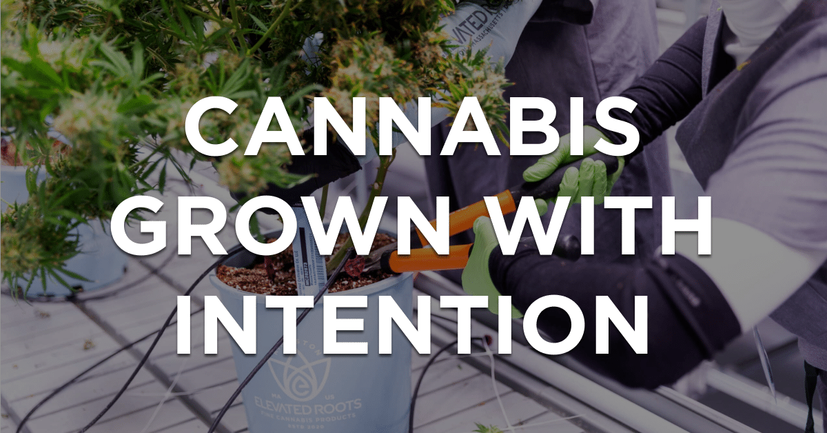 RITUAL | Cannabis grown with intention to support your ritual